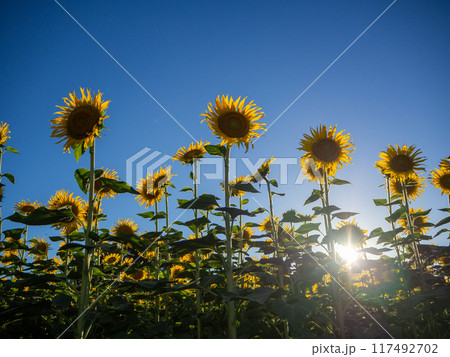 太陽に向かって咲く向日葵 117492702