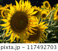 太陽に向かって咲くひまわり 117492703