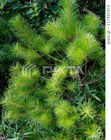 マツ科アカマツの稚樹 117492815