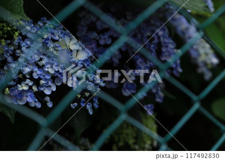フェンス越しの紫陽花 117492830