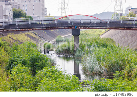 堆積した土砂と雑草に覆われた都市を流れる河川 堆積した土砂と雑草に覆われた都市を流れる河川 117492986