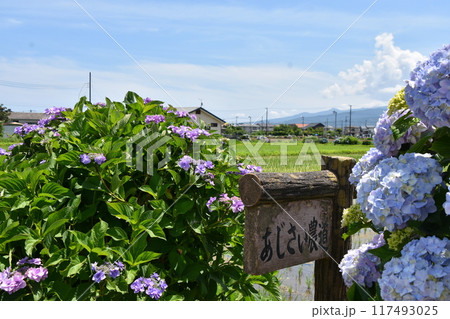 開成町の豊かな自然に咲く紫陽花 117493025