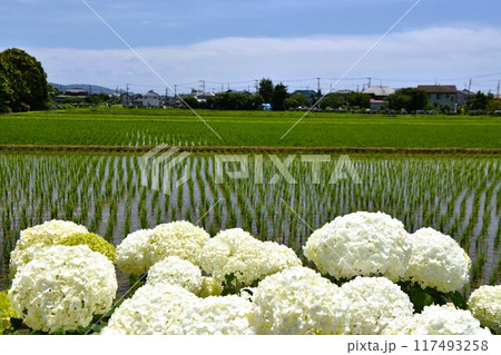 開成町の豊かな自然に咲く紫陽花 開成町の豊かな自然に咲く紫陽花 117493258