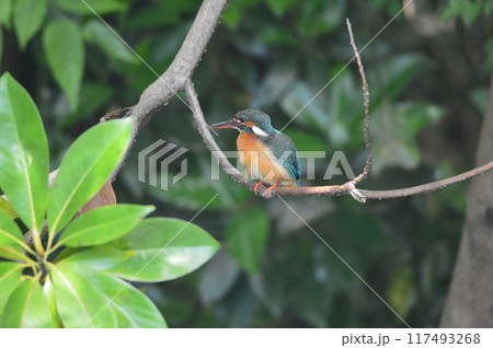 メスのカワセミ（根川緑道／東京都立川市） 117493268