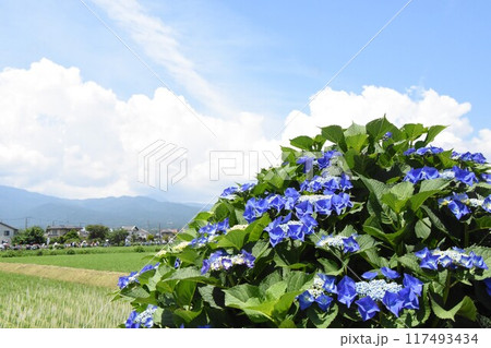 開成町の豊かな自然に咲く紫陽花 117493434