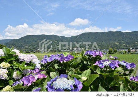 開成町の豊かな自然に咲く紫陽花 117493437