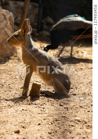 Patagonian Mara. Animal from South America. 117493458
