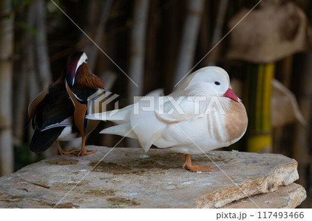 White Mandarin duck. Waterfowl. Cleans feathers White Mandarin duck. Waterfowl. Cleans feathers 117493466