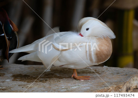 White Mandarin duck. Waterfowl. Cleans feathers 117493474