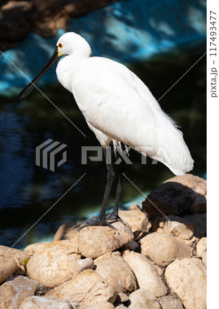 Common spoonbill hunting in the lake Common spoonbill hunting in the lake 117493477