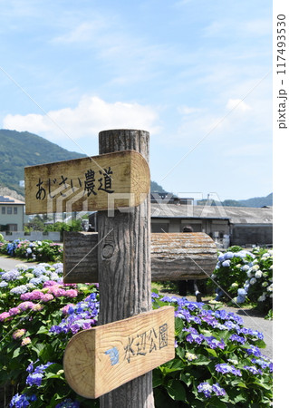 開成町の豊かな自然に咲く紫陽花 開成町の豊かな自然に咲く紫陽花 117493530