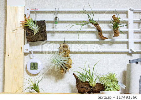 おしゃれなインテリアプランツ 117493560