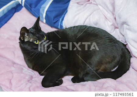 布団で眠る黒猫 布団で眠る黒猫 117493561