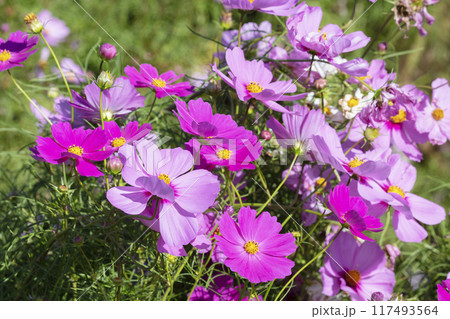 コスモスの花畑 117493564