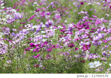 コスモスの花畑 117493570