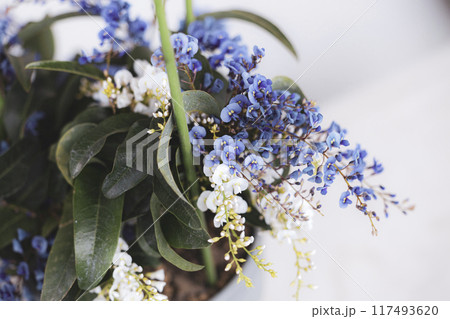 紫色の小さな花 ハーデンベルギア 紫色の小さな花 ハーデンベルギア 117493620
