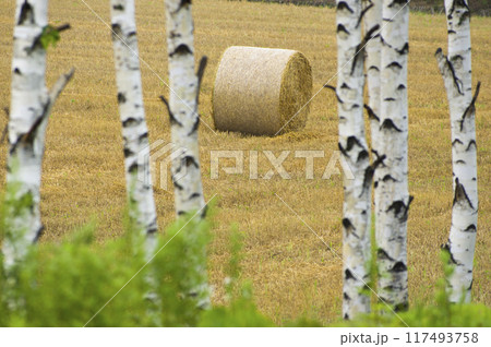 孤独なロール 117493758