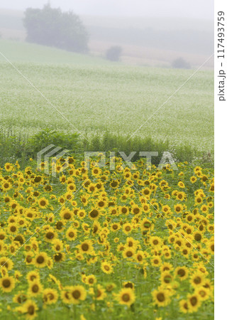 霧の丘に咲く 117493759