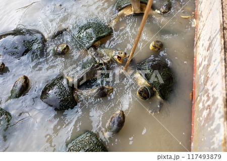 Top view of Feeding bananas to turtles, focus selective 117493879