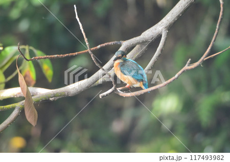メスのカワセミ（根川緑道／東京都立川市） 117493982