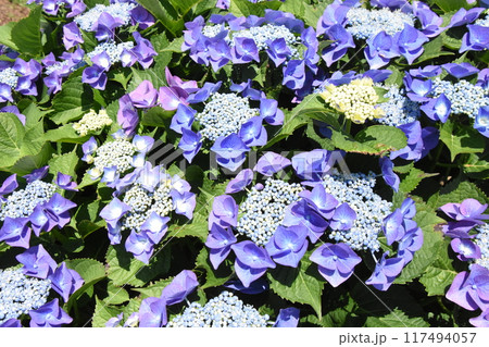 豊かな自然に咲く紫陽花 豊かな自然に咲く紫陽花 117494057