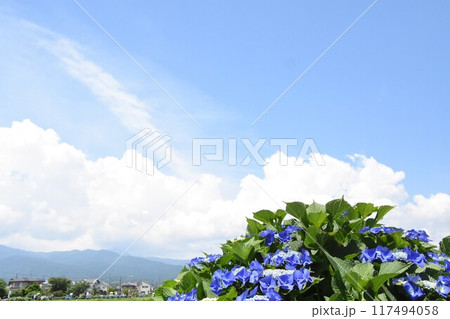 開成町の豊かな自然に咲く紫陽花 117494058