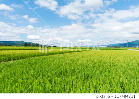 イオン六日町店の裏に広がる広大な田園風景 夏晴れの青空 新潟県南魚沼市 イオン六日町店の裏に広がる広大な田園風景 夏晴れの青空 新潟県南魚沼市 117494211