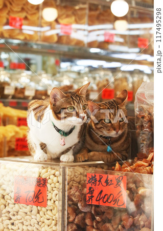香港・徳輔道西の高級乾物店のカシューナッツの上で店番をするネコ 香港・徳輔道西の高級乾物店のカシューナッツの上で店番をするネコ 117495298