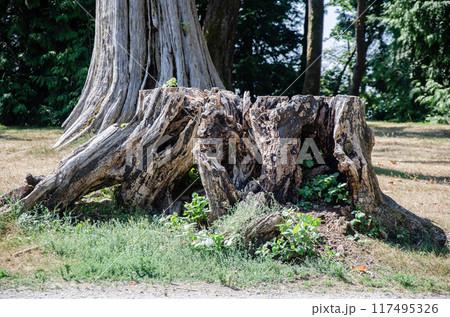 Dried tree trunk in the park 117495326