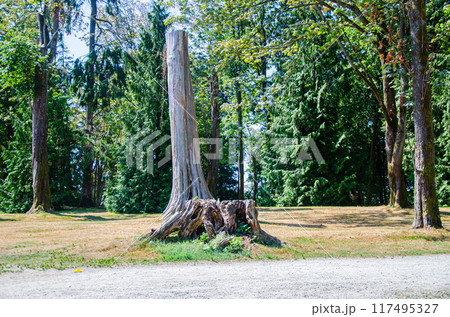Dried tree trunk in the park 117495327
