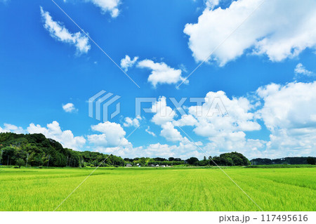 夏の青空と新緑の田んぼ風景 夏の青空と新緑の田んぼ風景 117495616