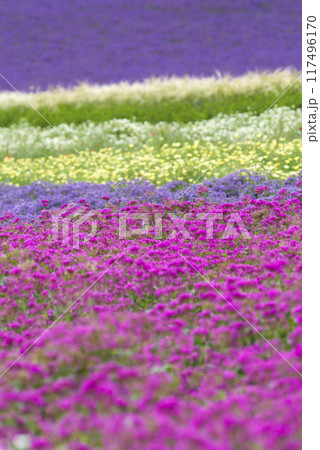 コマチソウ咲く丘 117496170