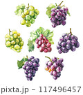 水彩タッチのぶどうセット 117496457