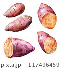 水彩タッチのさつまいもセット 117496459