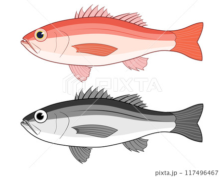 横から見たノドグロ 横から見たノドグロ 117496467