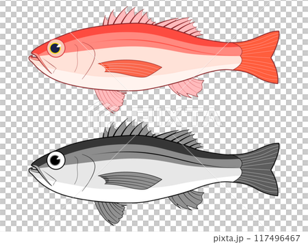 横から見たノドグロ 横から見たノドグロ 117496467