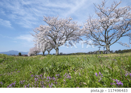 田園風景に延びる桜並木 (旧国鉄倉吉線 小鴨付近) 田園風景に延びる桜並木 (旧国鉄倉吉線 小鴨付近) 117496483