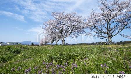 田園風景に延びる桜並木　（旧国鉄倉吉線　小鴨付近） 117496484