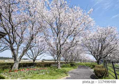 田園風景に延びる桜並木　（旧国鉄倉吉線　小鴨付近） 117496486