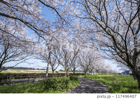 田園風景に延びる桜並木　（旧国鉄倉吉線　小鴨付近） 117496487