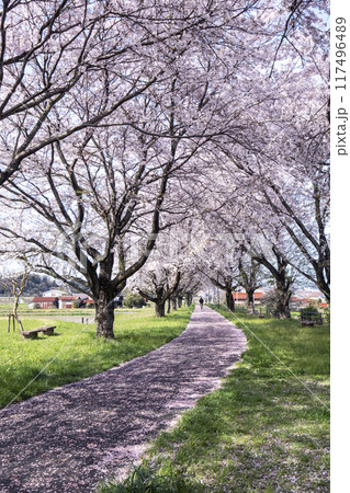 田園風景に延びる桜並木 (旧国鉄倉吉線 小鴨付近) 田園風景に延びる桜並木 (旧国鉄倉吉線 小鴨付近) 117496489