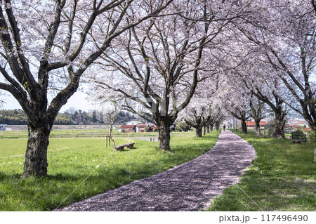 田園風景に延びる桜並木 (旧国鉄倉吉線 小鴨付近) 田園風景に延びる桜並木 (旧国鉄倉吉線 小鴨付近) 117496490