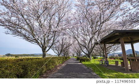 田園風景に延びる桜並木　（旧国鉄倉吉線　小鴨付近） 117496503