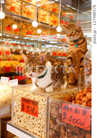 香港・徳輔道西の高級乾物店のカシューナッツの上で店番をするネコ 香港・徳輔道西の高級乾物店のカシューナッツの上で店番をするネコ 117496576