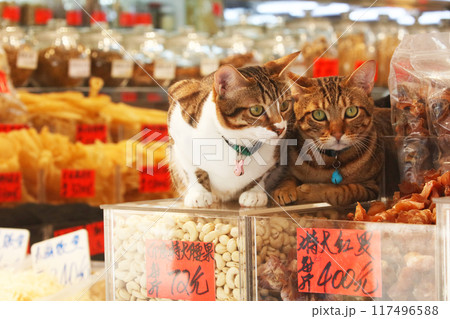 香港・徳輔道西の高級乾物店のカシューナッツの上で店番をするネコ 香港・徳輔道西の高級乾物店のカシューナッツの上で店番をするネコ 117496588