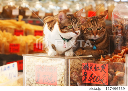 香港・徳輔道西の高級乾物店のカシューナッツの上で店番をするネコ 117496589