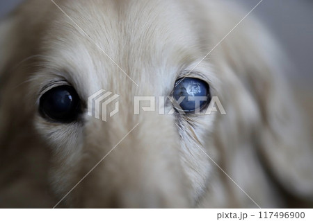 片目だけ白内障のミニチュアダックス　眼の病気を患っている犬 117496900