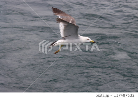 海上を速いスピードで飛ぶ海猫 海上を速いスピードで飛ぶ海猫 117497532