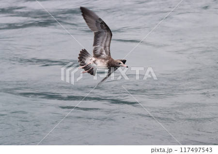 体色が茶褐色のウミネコの幼鳥 117497543