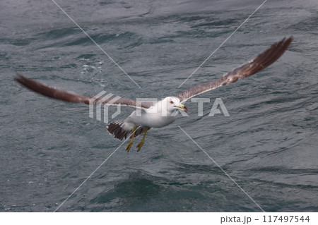 グライダーのような長い翼のうみねこ グライダーのような長い翼のうみねこ 117497544